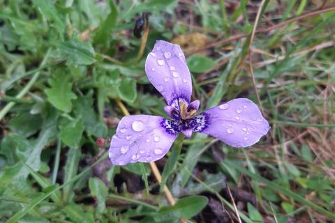 Orchid in Spring