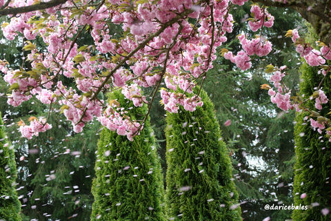 Cherry Blossoms