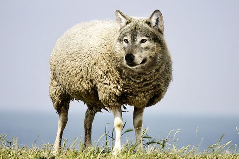 Wolves in Sheep's Clothing