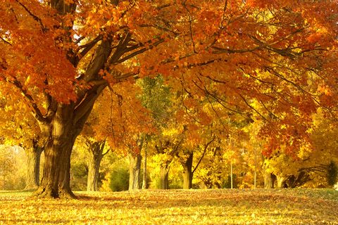 The old oak trees ❤️