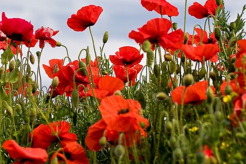 Blood red poppies ❤️