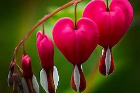 Bleeding Hearts