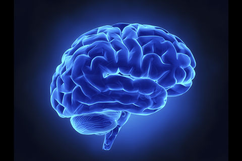 THE BRAIN