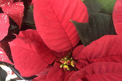 Poinsettia