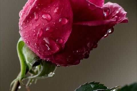A sweet red rose❤️