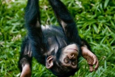 Young hearts run free...🐒