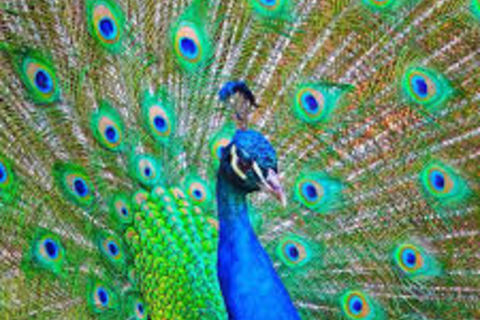 As proud as a peacock