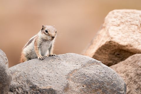 Oscar ChipMUNK The Wise