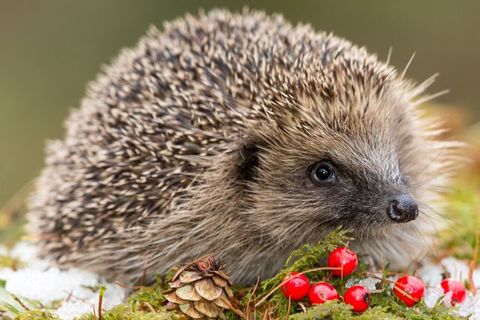 Tiddilywinks is two 🦔