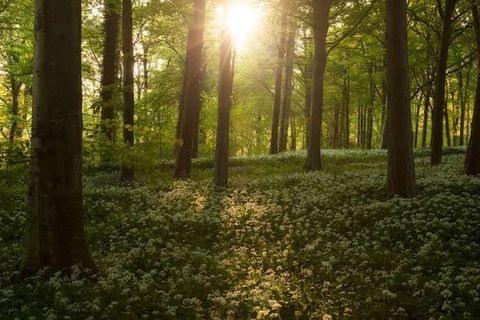 Woodland