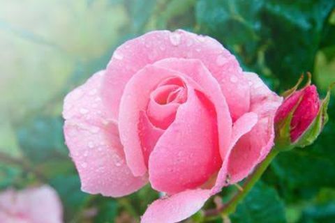Roses