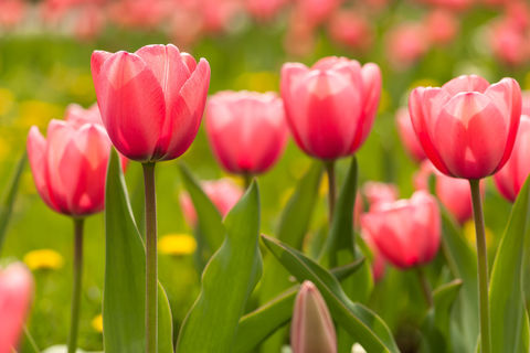 THE TULIPS