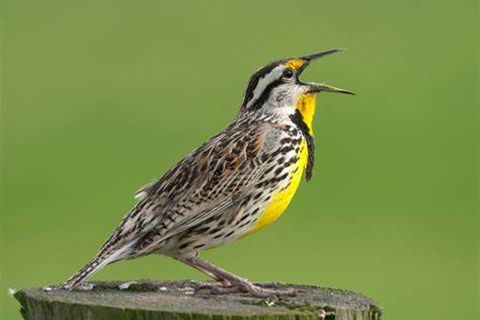 THE LARK