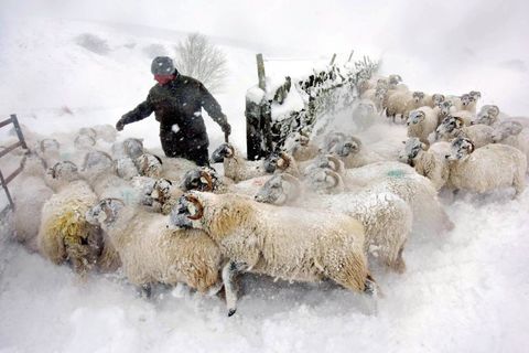 The hardy herdsman🐑