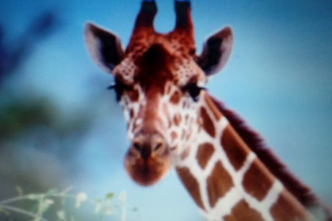 All Creatures Great And Tall