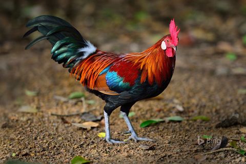 A PANTRY PHEASANT FOR A BROOCH