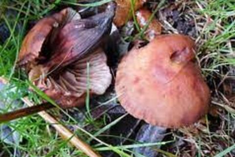 Mine shaved spindle shanks indistinguishable from plucked chicken