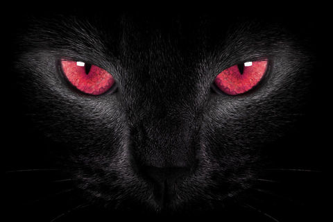 ~ BLACK CAT ~