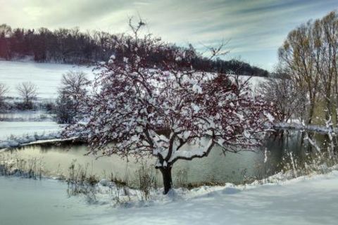 Winter Pond