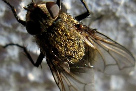 Fly on the Wall