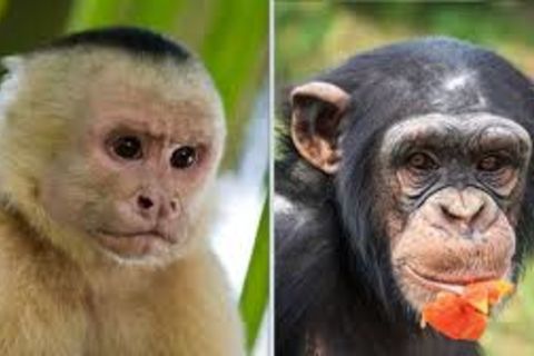 The monkey and a chimp🤣