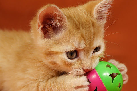 UNTIL  THE  CAT