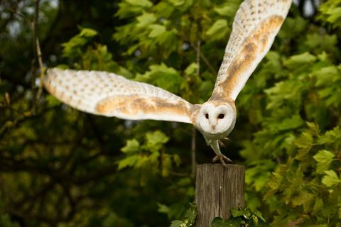 A beautiful barn owl 🦉