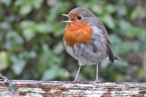 A Little Robin Called Buddy