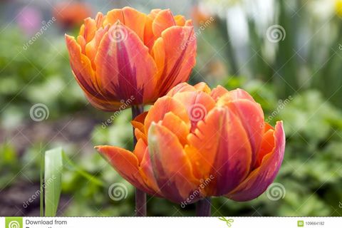 TULIPS