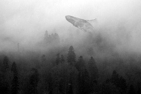 a blue whale on a dark night in midday