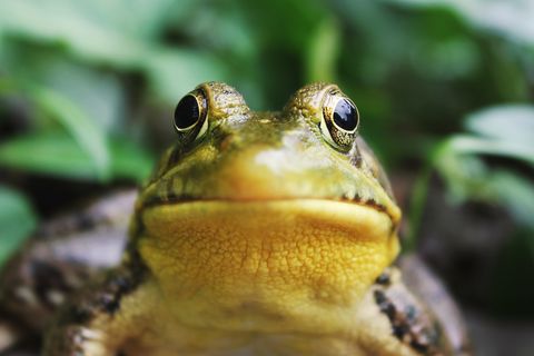 Mary Had A Frog