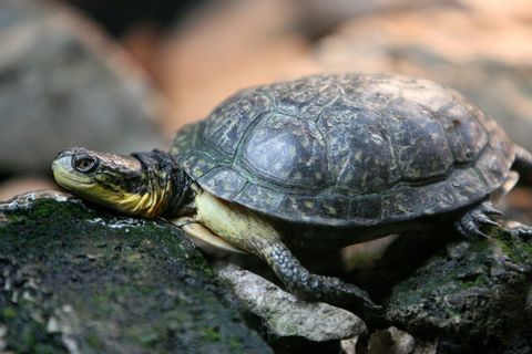 TURTLES