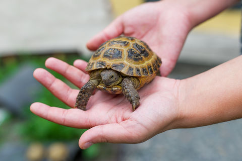 TURTLES