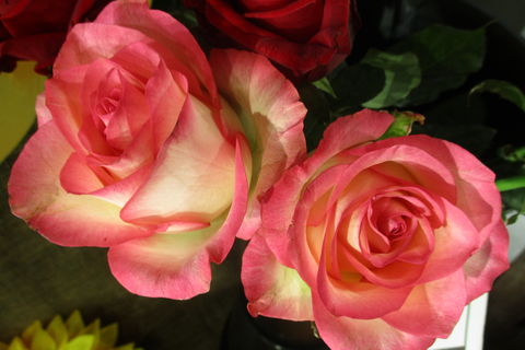 Love's garden