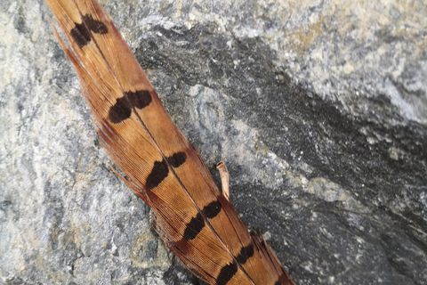 Pheasant Feather 