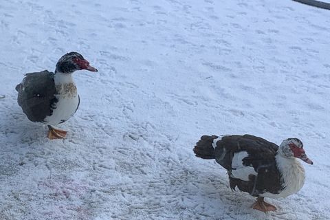 Too cold for the ducks ❄️🦆