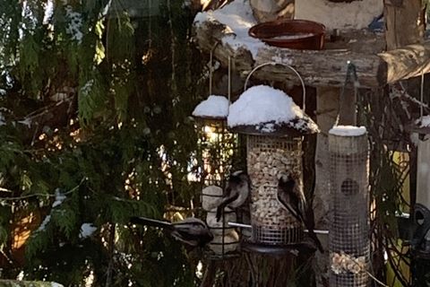 The long-tailed tits 💕