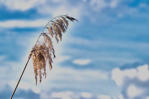 Pushy and loud 🌾