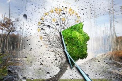 "Acid rain" 