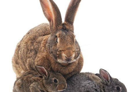 THE RABBITS