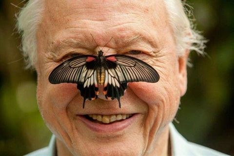 Sir David Attenborough 💕