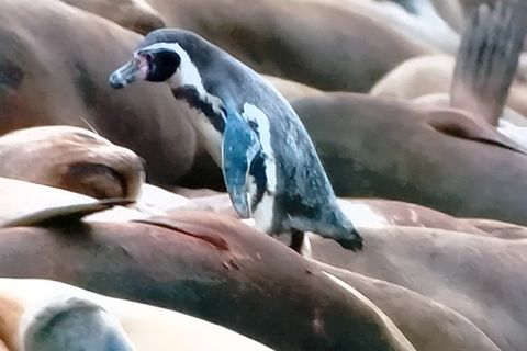 Abstract Penguin