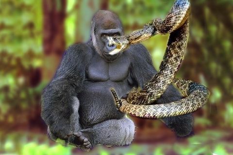 Sid the itchy Snake 🤣