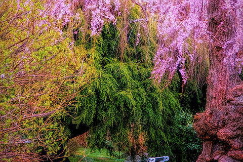 That old Cherry blossom tree 🌸