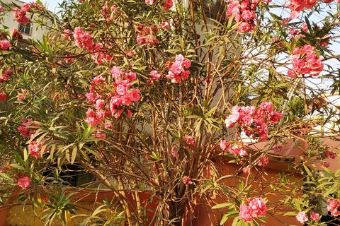 Oleander Flower, a Beauty Queen