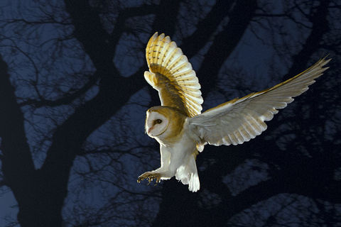 The Barn Owl