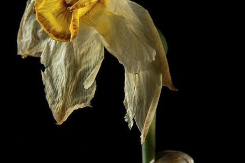 The wilted daffodil 💙