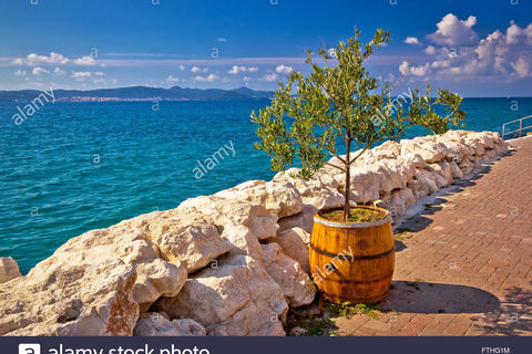 THE OLIVE TREE BY THE SEA 