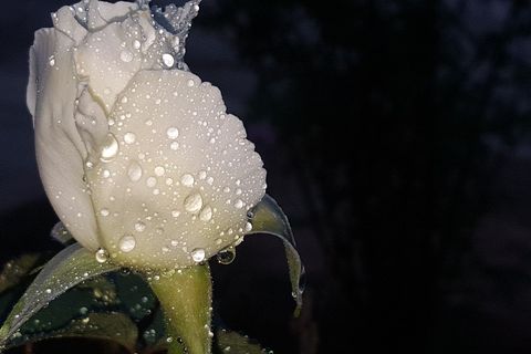 Perpetual Beauty 