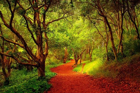 A PATHWAY TO LOVE 